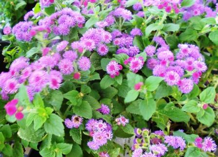 Ageratum